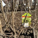 Mini čerešňa nízkokmenná (Prunus Avium) ´GARDEN BING®´ - stredne skorá, výška 60-80 cm, voľnokorenná